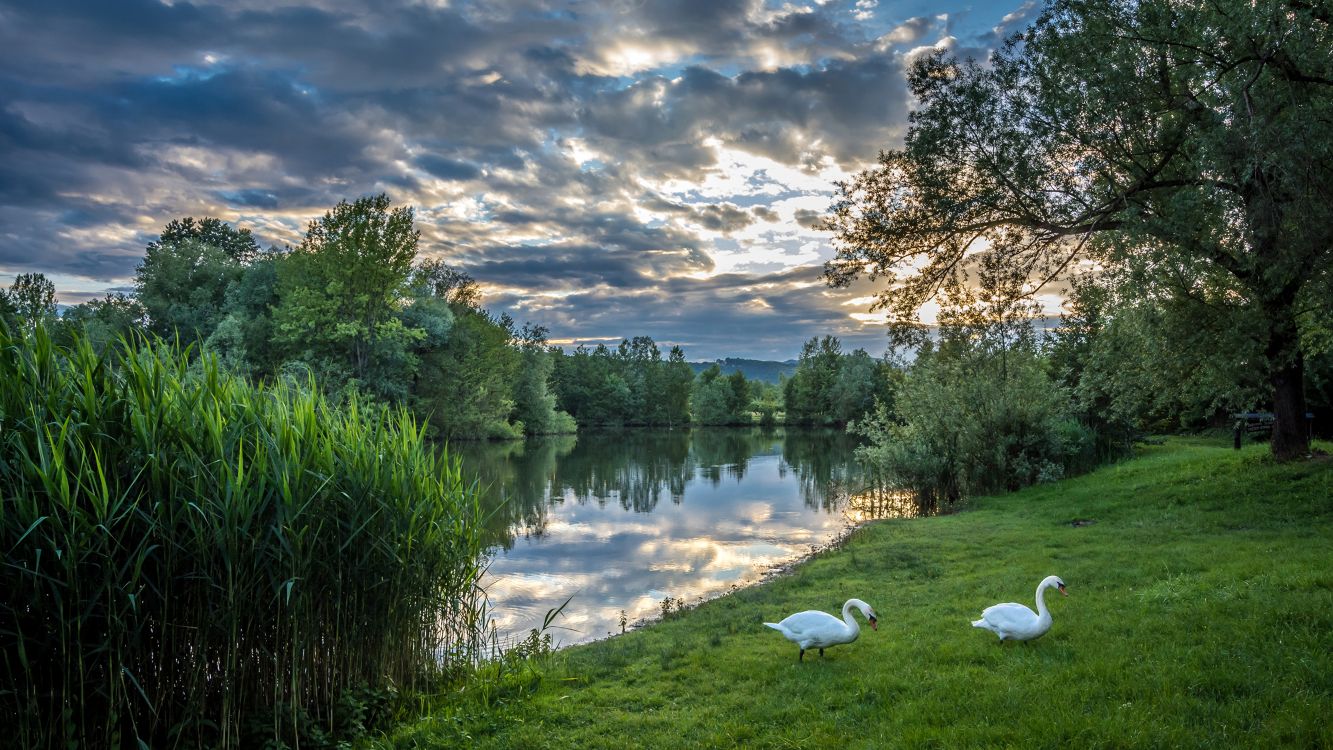white swan on green grass field near lake under blue and white cloudy sky during daytime