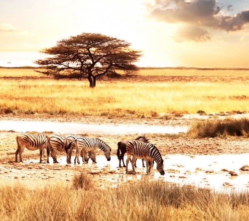 Image zebra standing on brown grass field during daytime