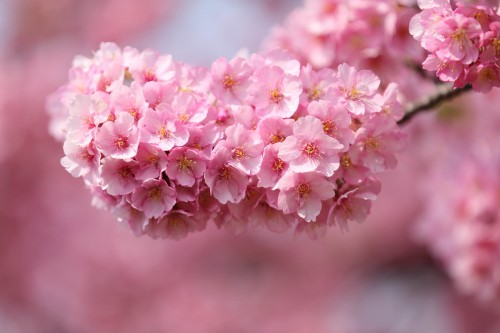 Image white and pink flowers in tilt shift lens