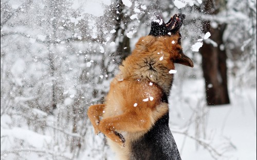 Image brown and black german shepherd on snow covered ground during daytime