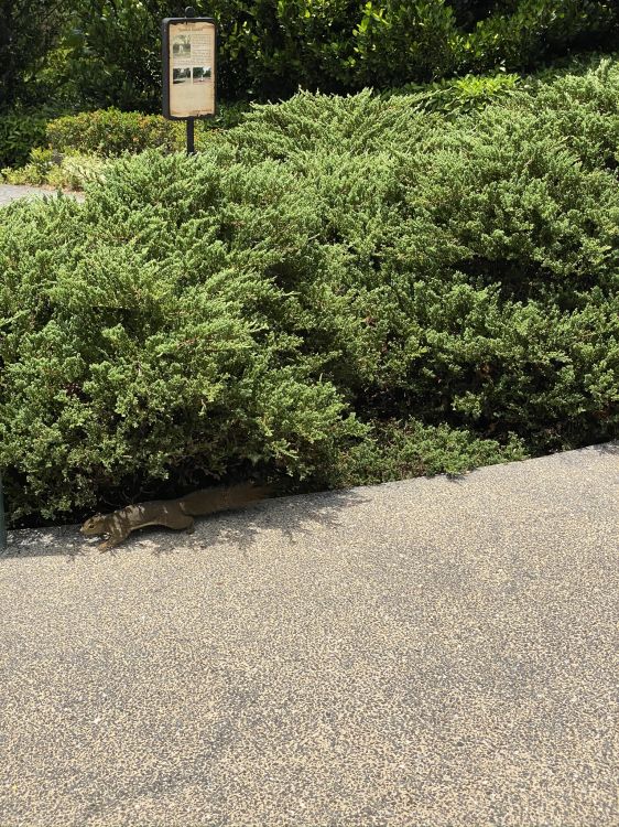 Baum, Heideflächen, Garden, Vegetation, Hedge. Wallpaper in 1536x2048 Resolution