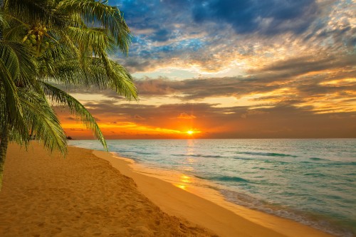 Image palm tree on beach shore during sunset