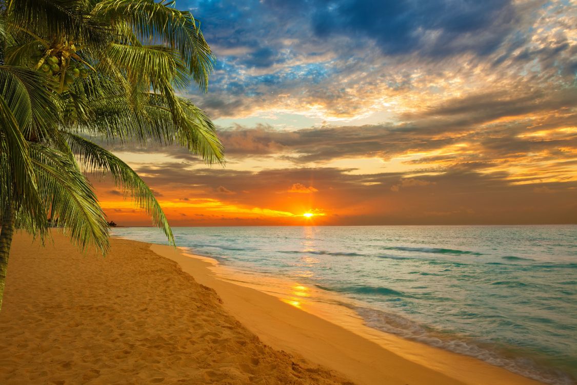 Palm Tree on Beach Shore During Sunset. Wallpaper in 4156x2770 Resolution