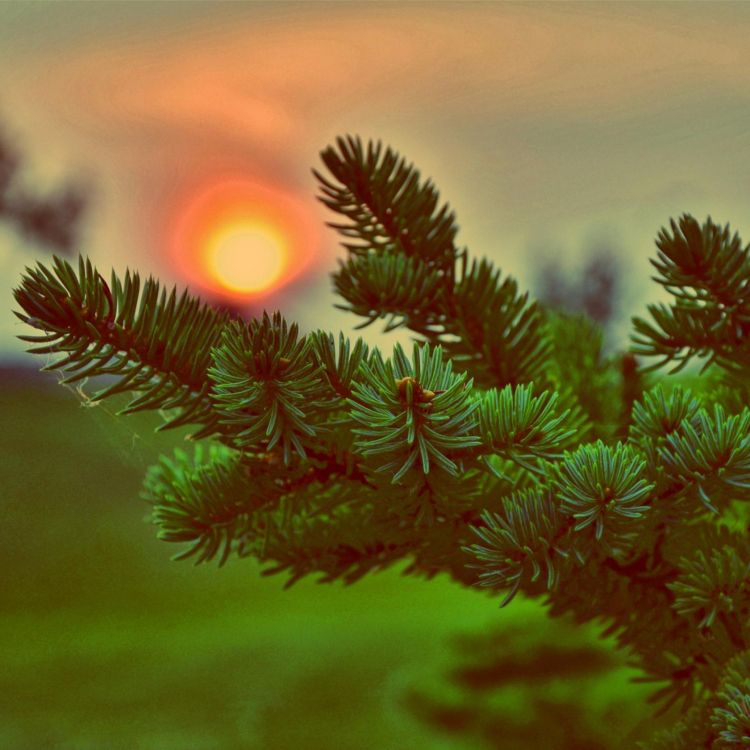 云杉, 松的家庭, 植被, Evergreen, 生物群落 壁纸 1680x1680 允许