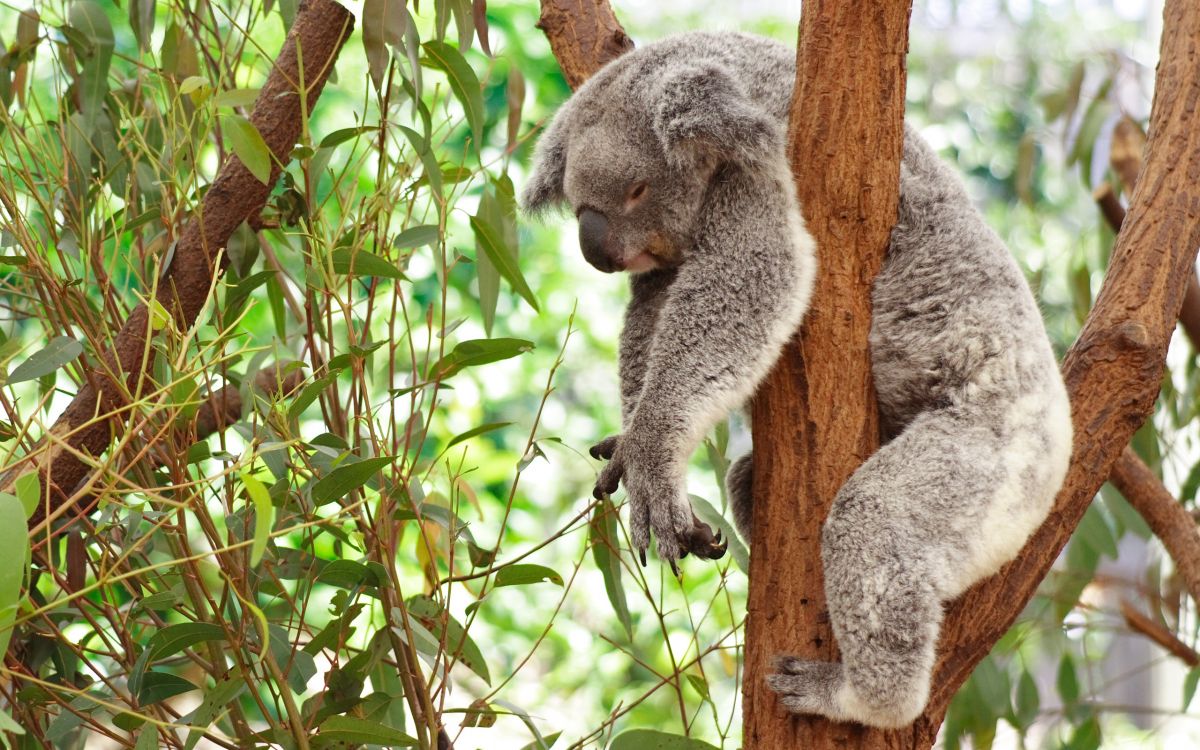 Koala Sur Une Branche D'arbre Brun Pendant la Journée. Wallpaper in 2560x1600 Resolution