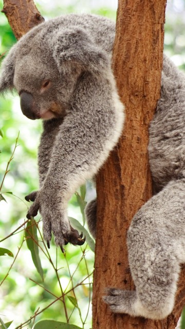 sleeping koala wallpaper