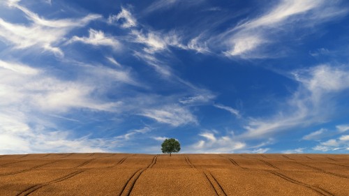 Image green tree in the middle of brown sand field under blue sky and white clouds during