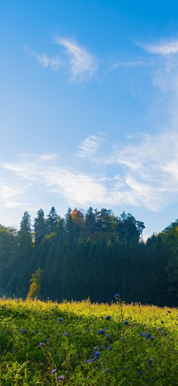Image morning scenery in switzerland, switzerland, landscape, cloud, plant