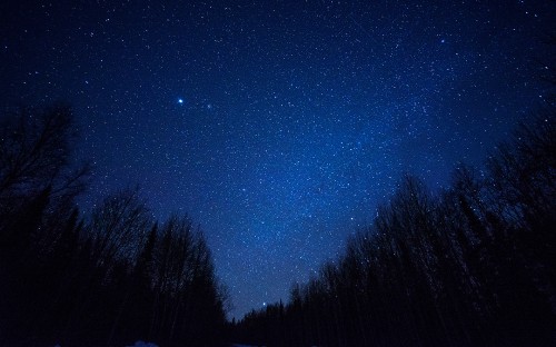 Image silhouette of trees under blue sky during night time