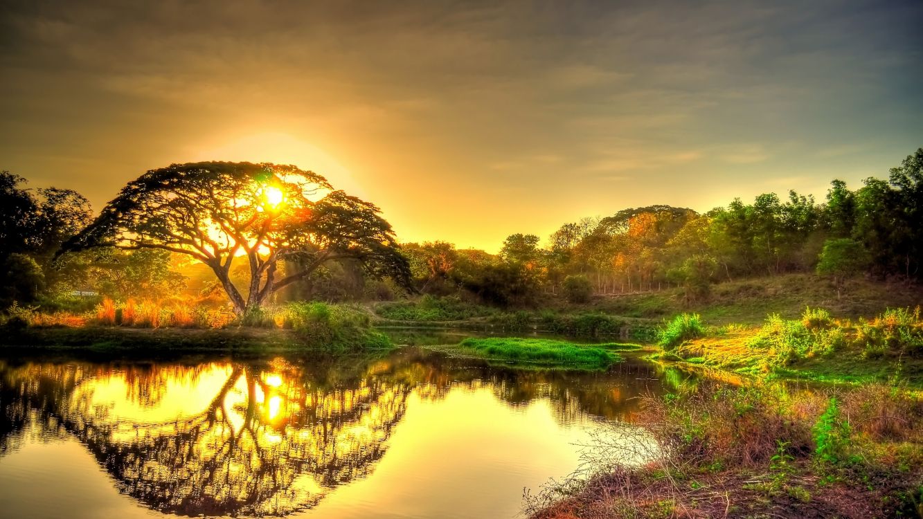 green trees beside lake during sunset