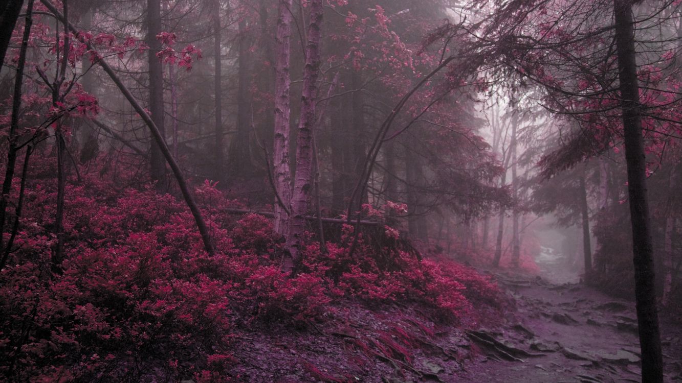 Atmosphère, Dessin, Nature, Paysage Naturel, Forêt Enchantée. Wallpaper in 3840x2160 Resolution