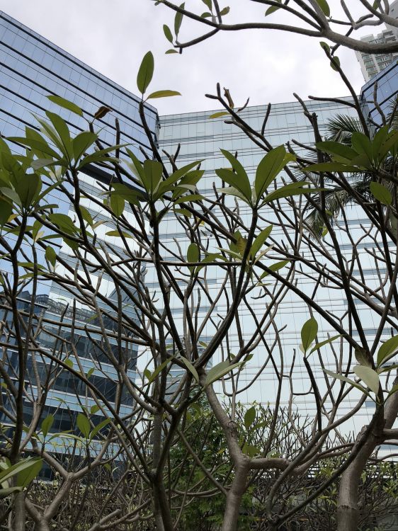 Ciencia, Biología, Planta, Sucursal, Ramita. Wallpaper in 1536x2048 Resolution