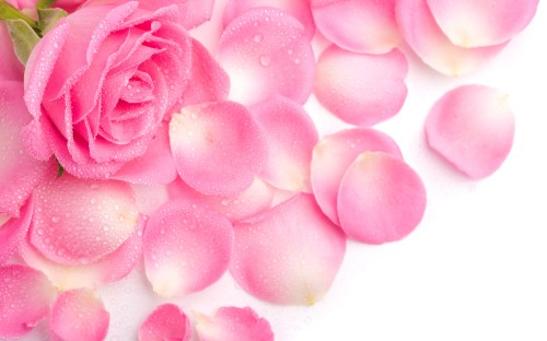 Image pink rose petals on white surface