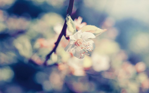 Image white cherry blossom in close up photography