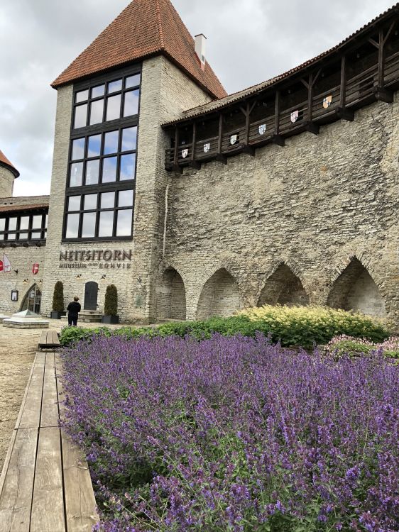 薰衣草, 科学, 物理学, 紫色的, 地被 壁纸 1536x2048 允许