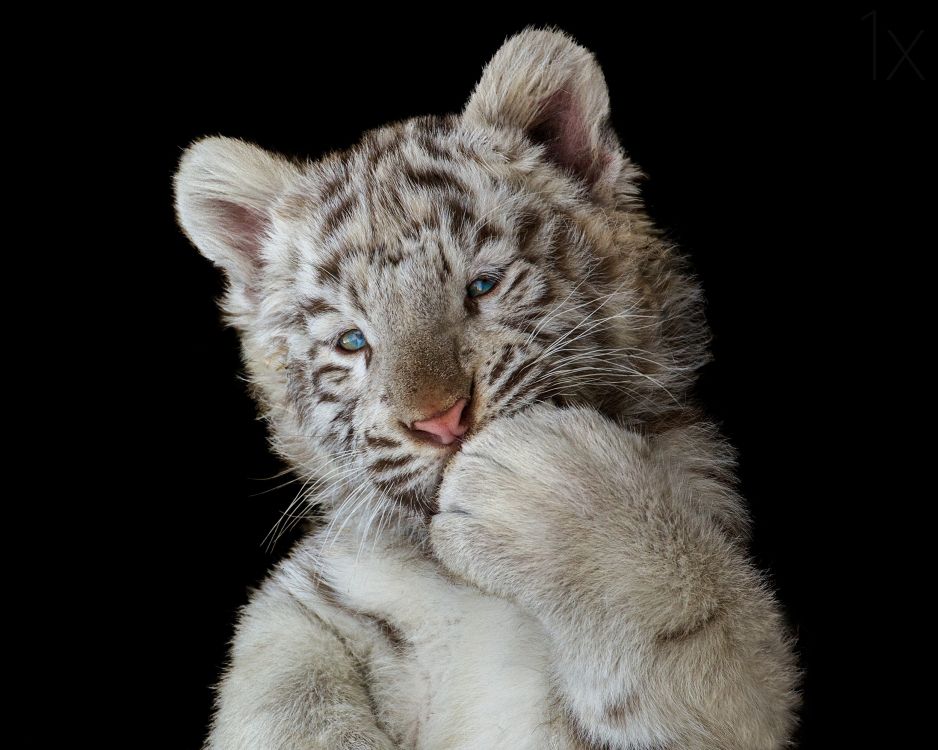 Brown and Black Tiger Cub. Wallpaper in 2500x1997 Resolution