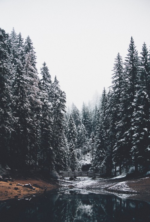 Image temperate coniferous forest, tree, nature, larch, winter