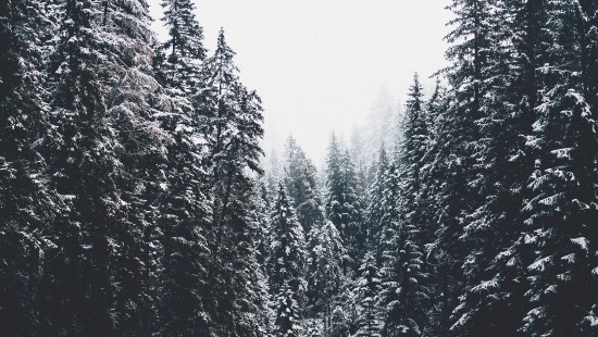 Image temperate coniferous forest, tree, nature, larch, winter