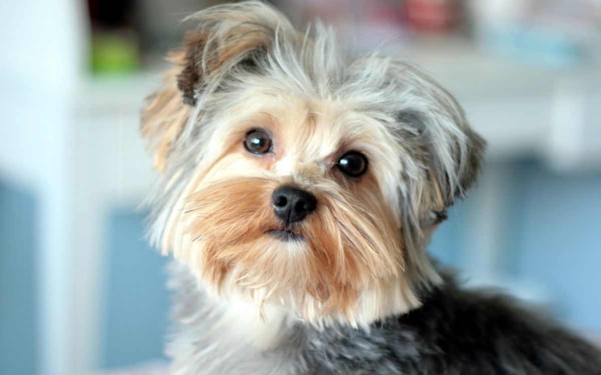 Yorkshire Terrier Brun et Noir. Wallpaper in 2560x1600 Resolution