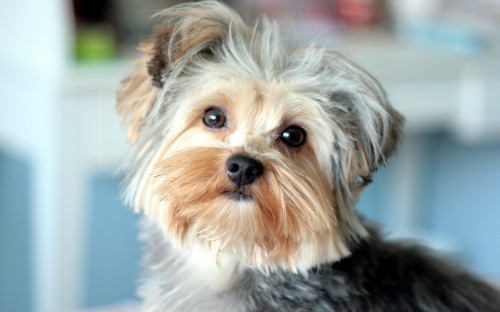 Image brown and black yorkshire terrier