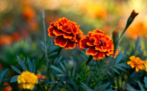 Image orange flower in tilt shift lens