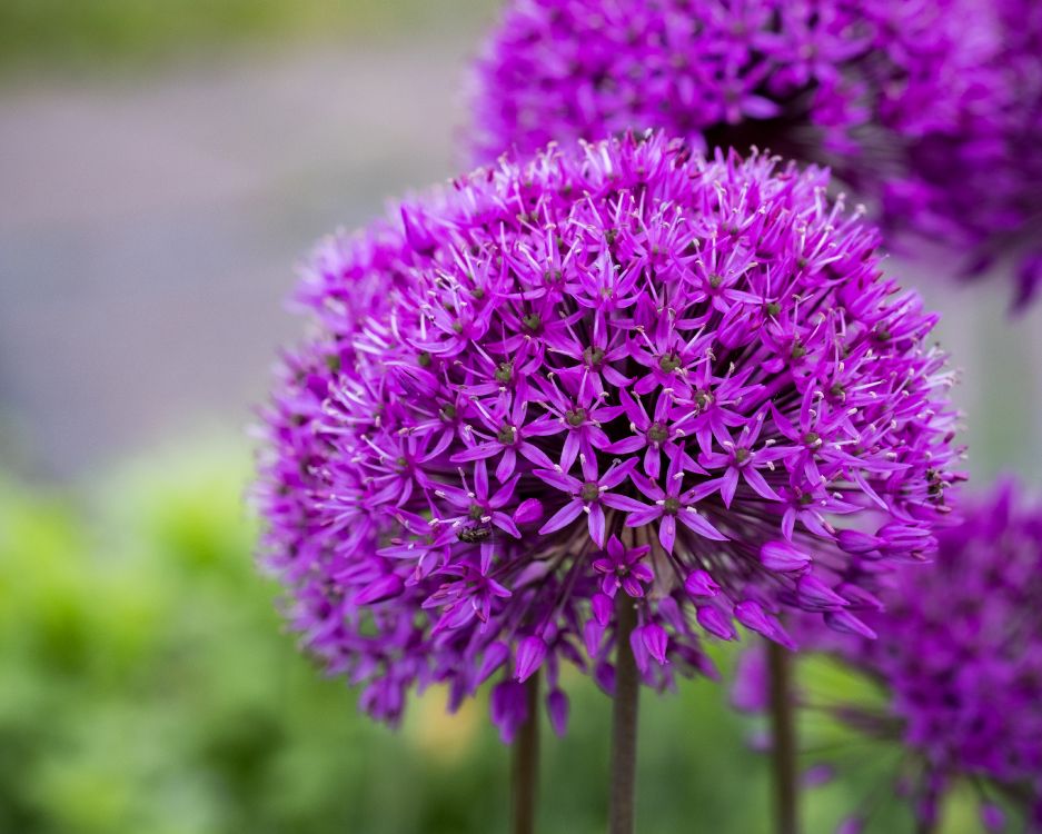 Kostenlose Hintergrundbilder Tabelle, Blühende Pflanze, Garden