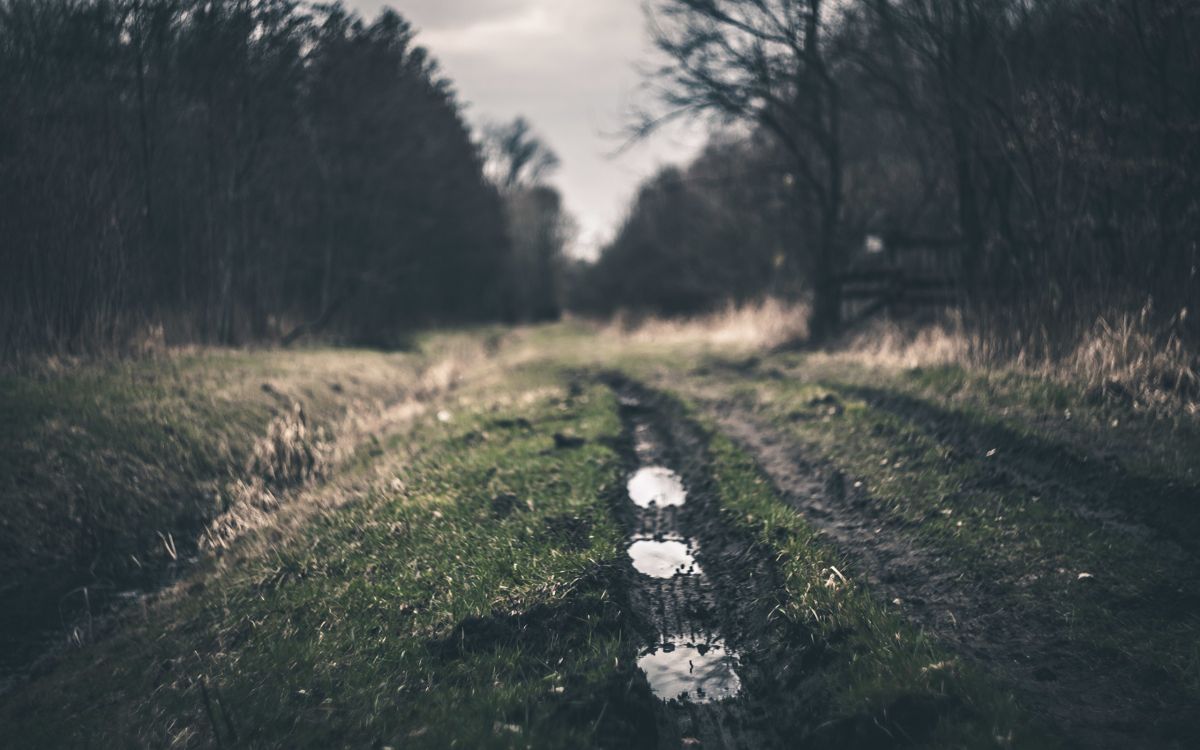 Fleurs Blanches Sur Terrain D'herbe Verte Pendant la Journée. Wallpaper in 2560x1600 Resolution
