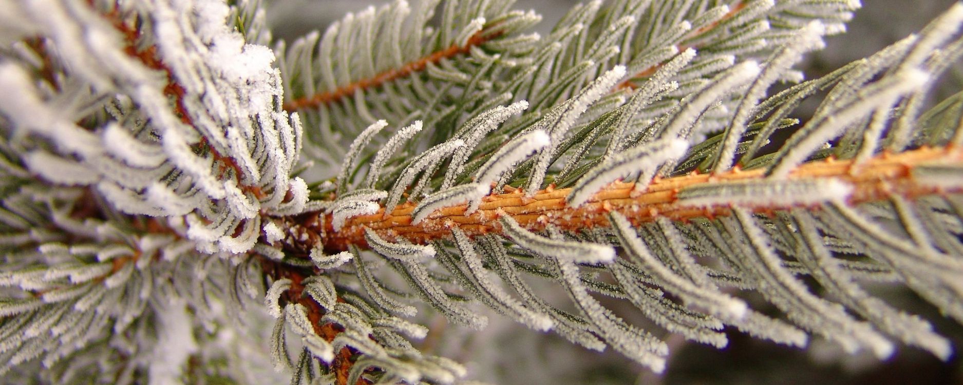 brown and white plant covered with snow