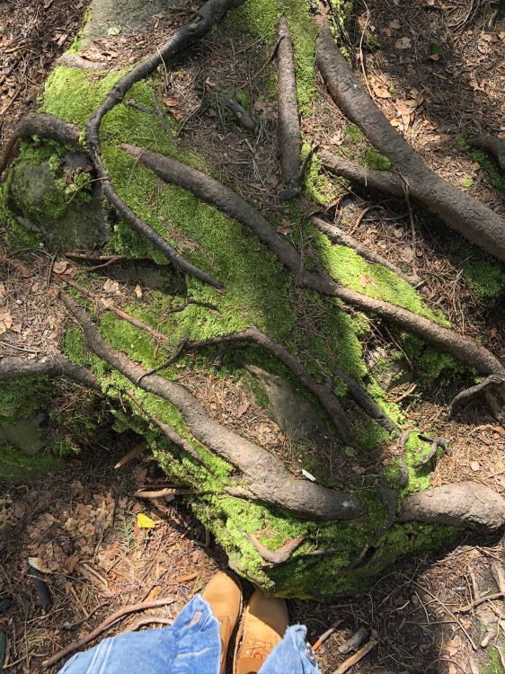 Afloramiento, la Vegetación, Biología, Planta Terrestre, la Botánica. Wallpaper in 1536x2048 Resolution