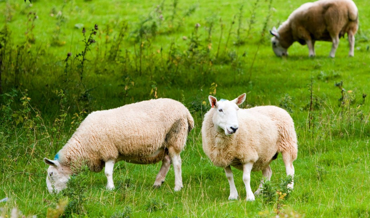 White Sheep on Green Grass Field During Daytime. Wallpaper in 1920x1132 Resolution
