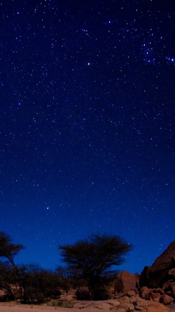 Image brown and green trees under blue sky during night time