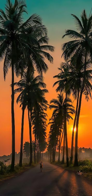 Goa Parra Straße, Parra Kokosstraße, Surla Wasserfälle, Licht, Baum. Wallpaper in 1421x3000 Resolution