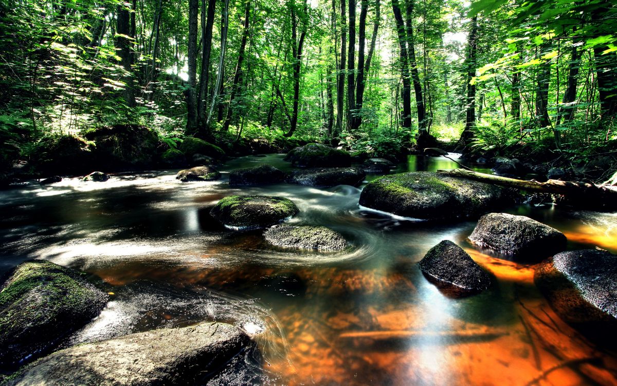 green trees beside river during daytime