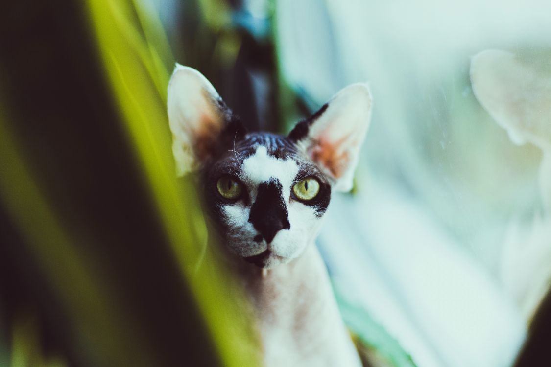 Gato Blanco y Negro en Fotografía de Cerca. Wallpaper in 5616x3744 Resolution