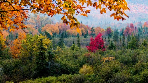 Image green and red trees during daytime