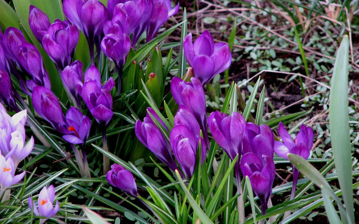 Flores de Color Púrpura Sobre la Hierba Verde Durante el Día. Wallpaper in 2560x1600 Resolution