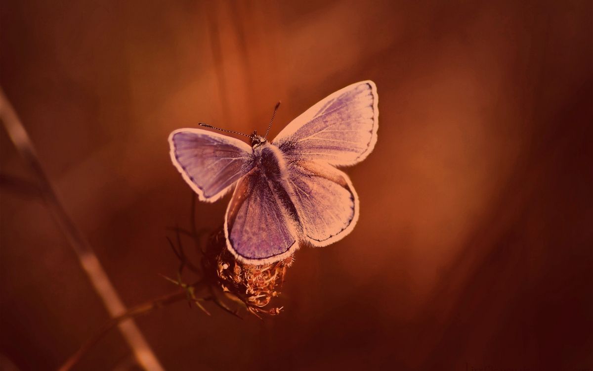 Blau-weißer Schmetterling Thront Auf Brauner Pflanze. Wallpaper in 2560x1600 Resolution