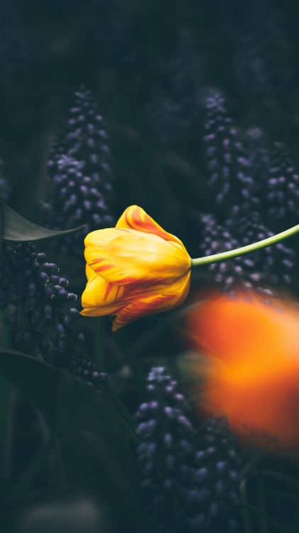 早上 报价 一天 自然景观 显花植物高清壁纸 花卉图片 桌面背景和图片