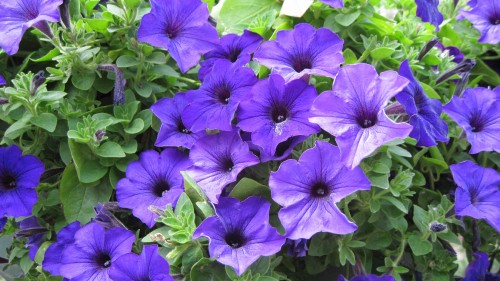 Image purple flowers with green leaves