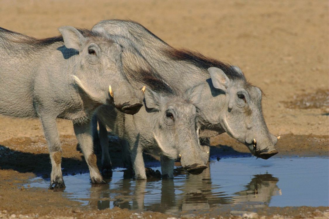 Rhinocéros Gris Sur Champ Brun Pendant la Journée. Wallpaper in 3072x2048 Resolution