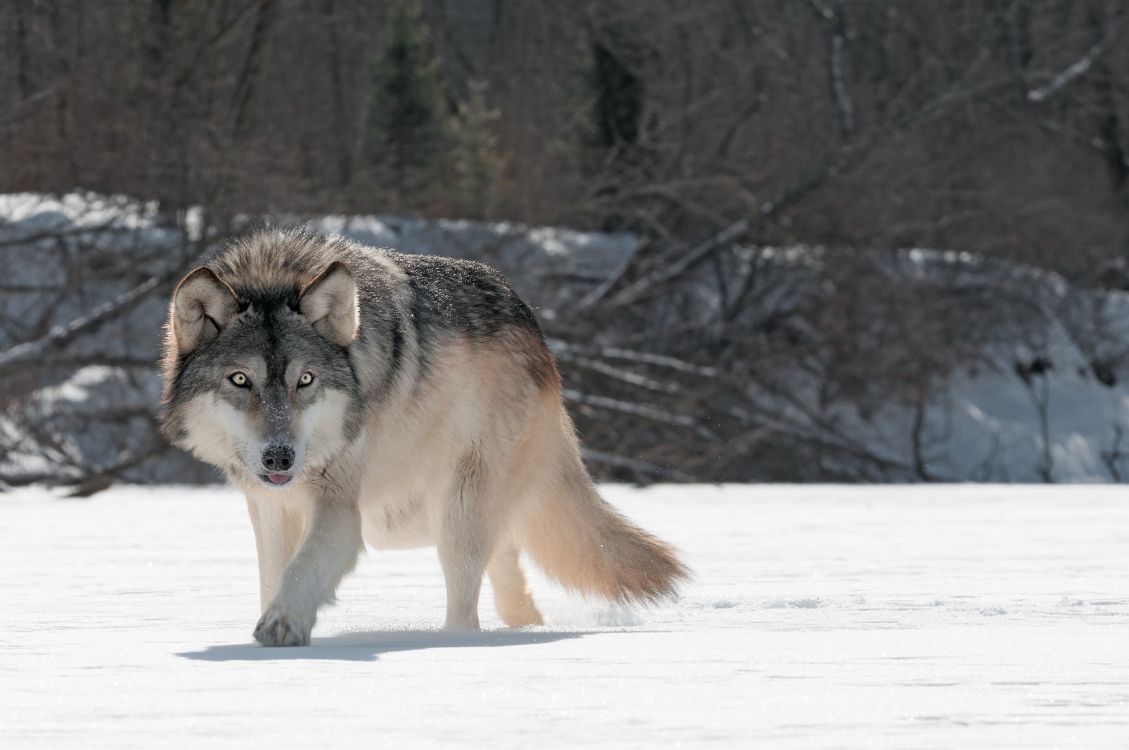 Loup Brun Marchant Sur un Sol Couvert de Neige Pendant la Journée. Wallpaper in 5804x3854 Resolution