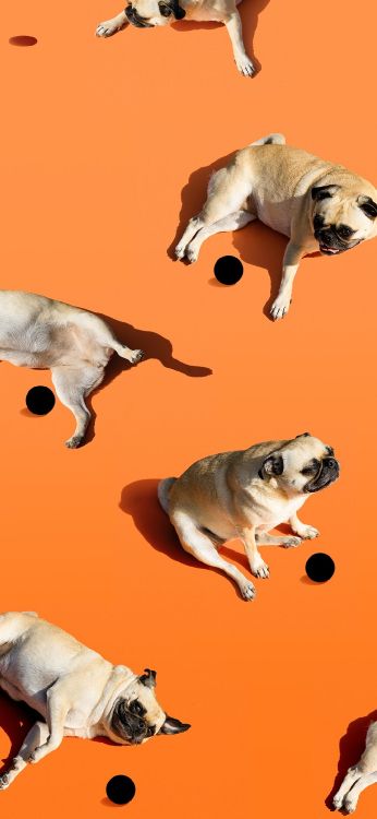 谷歌, Google Pixel 4a, 像素4a, 智能手机, 像素 壁纸 1080x2340 允许