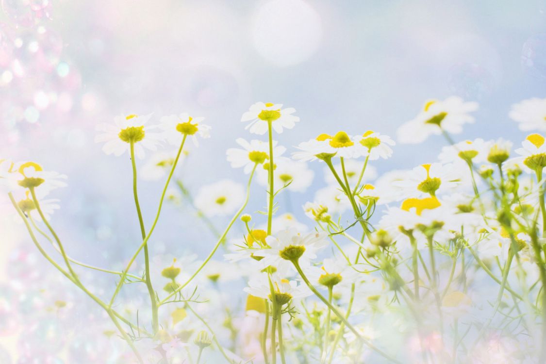 Yellow Flowers in Tilt Shift Lens. Wallpaper in 2880x1920 Resolution