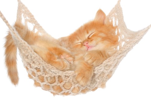 Image orange tabby cat on white crochet textile