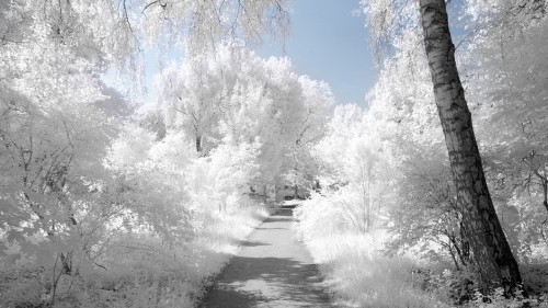 Image snow covered trees during daytime