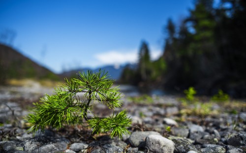 Image green plant on gray rock during daytime