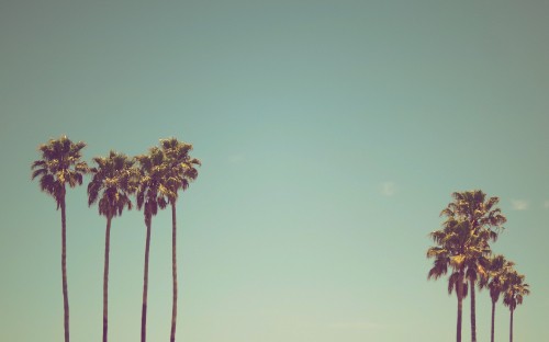 Image green palm tree under blue sky during daytime