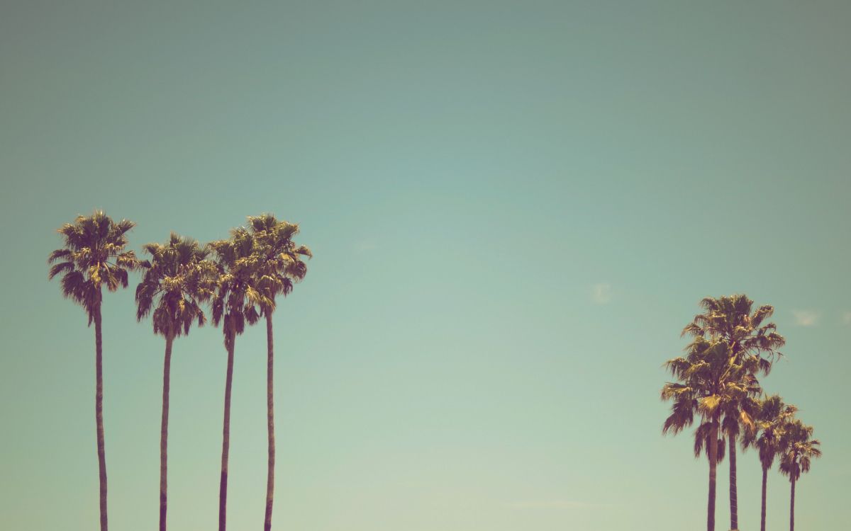 green palm tree under blue sky during daytime