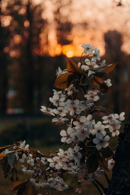 Image brown, flower, plant, branch, twig