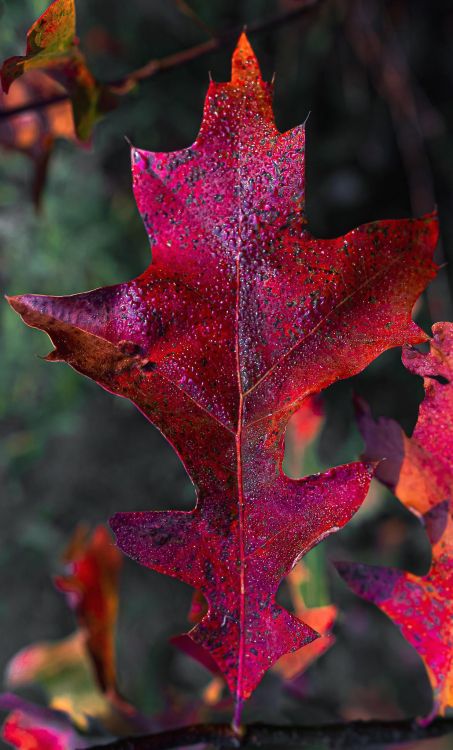 Blatt, Pflanzen-Stammzellen, Biologie, Wissenschaft, Brown. Wallpaper in 1237x2048 Resolution